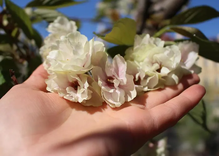 Isabella ميرانو